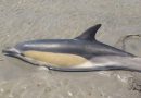 Rescataron a dos delfines varados en una playa de Río Negro